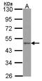 Apelin Receptor antibody, LS-C109292, Lifespan Biosciences, Western Blot image 