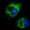 Kinectin 1 antibody, NBP1-90634, Novus Biologicals, Immunofluorescence image 