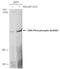Protein Kinase, DNA-Activated, Catalytic Subunit antibody, GTX132794, GeneTex, Western Blot image 