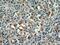 Extracellular Matrix Protein 2 antibody, 21376-1-AP, Proteintech Group, Immunohistochemistry frozen image 