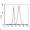 Cytochrome C Oxidase Subunit 4I2 antibody, LS-C812927, Lifespan Biosciences, Western Blot image 