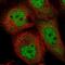 Inhibitor Of Growth Family Member 1 antibody, NBP2-57223, Novus Biologicals, Immunofluorescence image 