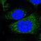 TR2 antibody, HPA006404, Atlas Antibodies, Immunofluorescence image 