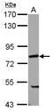 Poly(A) Binding Protein Cytoplasmic 4 antibody, LS-C155691, Lifespan Biosciences, Western Blot image 