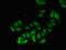Proteasome Subunit Alpha 2 antibody, orb50962, Biorbyt, Immunofluorescence image 