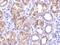 C1q And TNF Related 1 antibody, NBP1-76626, Novus Biologicals, Immunohistochemistry frozen image 