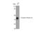 Casein Kinase 1 Alpha 1 antibody, STJ92011, St John