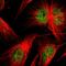 Sp2 Transcription Factor antibody, HPA003357, Atlas Antibodies, Immunofluorescence image 