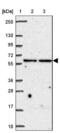 Elastin antibody, NBP2-33805, Novus Biologicals, Western Blot image 
