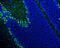 Protein Kinase C Gamma antibody, A01890, Boster Biological Technology, Immunofluorescence image 