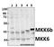 Mitogen-Activated Protein Kinase Kinase 6 antibody, A02011S201, Boster Biological Technology, Western Blot image 