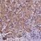 Hemicentin 2 antibody, HPA070647, Atlas Antibodies, Immunohistochemistry frozen image 