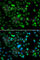 E74 Like ETS Transcription Factor 5 antibody, A7181, ABclonal Technology, Immunofluorescence image 
