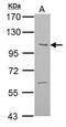 Serine/threonine-protein kinase ULK2 antibody, PA5-22173, Invitrogen Antibodies, Western Blot image 