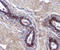 MHC Class I Polypeptide-Related Sequence A antibody, AF1300, R&D Systems, Immunohistochemistry paraffin image 