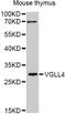 Vestigial Like Family Member 4 antibody, abx126779, Abbexa, Western Blot image 