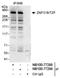 Zinc Finger Protein 318 antibody, NB100-77288, Novus Biologicals, Western Blot image 