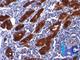 Thyroglobulin antibody, NBP2-29451, Novus Biologicals, Immunohistochemistry frozen image 