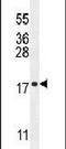 Chromosome 11 Open Reading Frame 53 antibody, PA5-24404, Invitrogen Antibodies, Western Blot image 