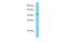 ERC protein 2 antibody, PA5-70689, Invitrogen Antibodies, Western Blot image 