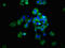 Desmoglein 2 antibody, LS-C670009, Lifespan Biosciences, Immunofluorescence image 