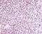 Lamin B2 antibody, M05348, Boster Biological Technology, Immunohistochemistry frozen image 