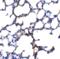 Transient Receptor Potential Cation Channel Subfamily C Member 6 antibody, 3897, ProSci, Immunohistochemistry paraffin image 