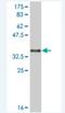 Extracellular sulfatase Sulf-1 antibody, H00023213-M01A, Novus Biologicals, Western Blot image 