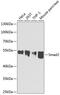 SMAD2 antibody, 13-174, ProSci, Western Blot image 