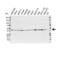 Casein Kinase 2 Alpha 1 antibody, VMA00068, Bio-Rad (formerly AbD Serotec) , Western Blot image 