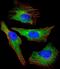AKT Serine/Threonine Kinase 2 antibody, M00725-3, Boster Biological Technology, Immunofluorescence image 