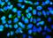 Mitofusin 1 antibody, M02172-1, Boster Biological Technology, Immunofluorescence image 