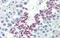 Klotho Beta antibody, orb325853, Biorbyt, Immunohistochemistry paraffin image 