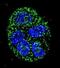 Anterior Gradient 2, Protein Disulphide Isomerase Family Member antibody, abx027639, Abbexa, Immunohistochemistry frozen image 