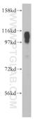 ATPase Sarcoplasmic/Endoplasmic Reticulum Ca2+ Transporting 2 antibody, 13985-1-AP, Proteintech Group, Western Blot image 