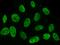 DEK Proto-Oncogene antibody, GTX02314, GeneTex, Immunofluorescence image 