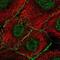 Argonaute RISC Catalytic Component 2 antibody, NBP2-58382, Novus Biologicals, Immunofluorescence image 