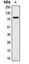 Amyloid Beta Precursor Like Protein 1 antibody, orb213567, Biorbyt, Western Blot image 