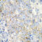 Protein Kinase C Theta antibody, 19-889, ProSci, Immunohistochemistry frozen image 