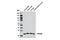 Protein Tyrosine Phosphatase 4A3 antibody, 6484S, Cell Signaling Technology, Western Blot image 