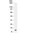 Prolactin antibody, R31899, NSJ Bioreagents, Western Blot image 