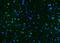 Calcium/Calmodulin Dependent Protein Kinase II Alpha antibody, A03241-2, Boster Biological Technology, Immunofluorescence image 