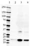 Transthyretin antibody, 853001, BioLegend, Western Blot image 