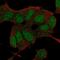 BCL6 Corepressor antibody, NBP2-68956, Novus Biologicals, Immunofluorescence image 