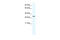 SRY-Box 12 antibody, 27-831, ProSci, Western Blot image 