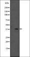 Succinate Receptor 1 antibody, orb335583, Biorbyt, Western Blot image 