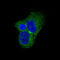 Tyrosine Hydroxylase antibody, M01917-1, Boster Biological Technology, Immunofluorescence image 