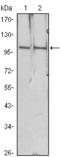 Histone Deacetylase 4 antibody, AM06461SU-N, Origene, Western Blot image 