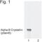 Crystallin Alpha B antibody, NB120-5598, Novus Biologicals, Western Blot image 