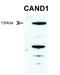 Cullin Associated And Neddylation Dissociated 1 antibody, orb324557, Biorbyt, Western Blot image 